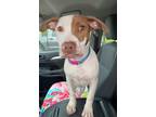 Adopt Peaches 2 a American Pit Bull Terrier / Mixed dog in Lake Charles