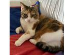 Adopt Kenya a Domestic Shorthair / Mixed (short coat) cat in Hampton
