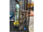Adopt Jasmine a Domestic Shorthair / Mixed (short coat) cat in Glenfield