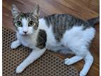Adopt Wildflower23 a Domestic Shorthair / Mixed (short coat) cat in Youngsville