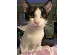 Adopt Wylie23 a Domestic Shorthair / Mixed (short coat) cat in Youngsville