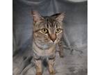 Adopt Sally a Domestic Shorthair / Mixed (short coat) cat in Metter