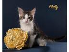 Adopt Philly a Domestic Mediumhair / Mixed (medium coat) cat in San Jacinto