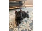 Adopt Sally a Domestic Shorthair / Mixed (short coat) cat in San Jacinto