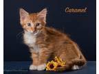 Adopt Caramel a Domestic Mediumhair / Mixed (medium coat) cat in San Jacinto