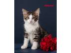 Adopt Harvard a Domestic Mediumhair / Mixed (medium coat) cat in San Jacinto