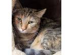 Adopt Ava a Domestic Shorthair / Mixed (short coat) cat in Leonardtown