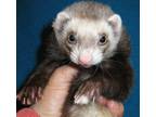 Adopt Penelope a Ferret small animal in Lyons, IL (38038253)