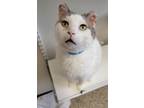 Adopt Misty Nova a Domestic Shorthair / Mixed (short coat) cat in Fremont