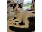 Adopt Oreo a Domestic Shorthair / Mixed (short coat) cat in Fremont