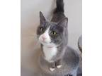 Adopt Bean a Domestic Shorthair / Mixed (short coat) cat in Fremont