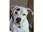 Adopt Harley Quinn - Adopt Me (CP) a White Dogo Argentino / Presa Canario /