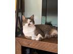 Adopt Sly a Domestic Shorthair / Mixed (short coat) cat in Hoover, AL (38221769)