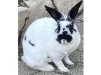 Adopt Oreo a Lionhead / Mixed (short coat) rabbit in Scotts Valley