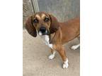 Adopt Blossom a Tan/Yellow/Fawn - with White Coonhound / Mixed dog in Covington