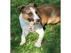 Adopt Hazel a Tricolor (Tan/Brown & Black & White) Boxer / Mixed dog in Portage
