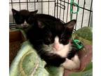 Adopt Starbucks - Kitten a Black & White or Tuxedo American Shorthair / Mixed