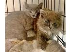 Adopt Kittens Kilo&Kyrah a Gray or Blue (Mostly) American Shorthair / Mixed
