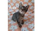 Adopt Boom a American Shorthair / Mixed cat in Pensacola, FL (38208195)
