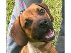 Adopt Zack a Tricolor (Tan/Brown & Black & White) Mastiff / Hound (Unknown Type)