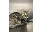 Adopt Josephine a Brown Tabby Domestic Shorthair / Mixed (short coat) cat in