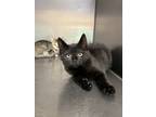 Adopt Hanna a All Black Domestic Shorthair / Mixed (short coat) cat in