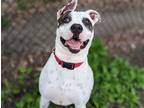 Adopt ChooChoo a Mixed Breed (Large) / Mixed dog in Wilmington, DE (38196967)