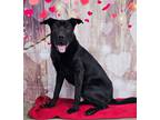 Adopt Mojo Jojo a Labrador Retriever