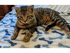 Adopt Oliver (Texas Only) a Domestic Shorthair / Mixed cat in Hartford