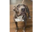 Adopt Chalupa a Gray/Silver/Salt & Pepper - with White Terrier (Unknown Type