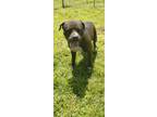 Adopt Hercules a Cane Corso / Mixed dog in Henderson, KY (38032247)
