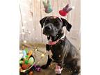 Adopt Marlee a Black Labrador Retriever / Mixed dog in DuQuoin, IL (38308146)