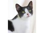 Adopt Diva a Domestic Shorthair / Mixed (short coat) cat in North Fort Myers