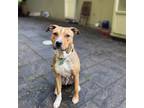 Adopt Aiko a Terrier