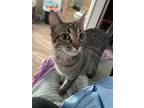 Adopt Radish a Brown Tabby Domestic Shorthair / Mixed (short coat) cat in