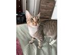Adopt Artichoke a Brown Tabby Domestic Shorthair / Mixed (short coat) cat in