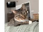 Adopt Okra a Brown Tabby Domestic Shorthair / Mixed (short coat) cat in