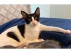 Adopt Blizzard a Domestic Short Hair