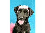 Adopt Pussy Cat a Black Labrador Retriever / Mixed dog in Picayune