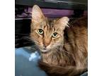 Adopt Gabe (aka Gabriel Oak & Farmer Oak) a Tabby, Domestic Medium Hair