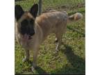 Adopt Nadya a Tan/Yellow/Fawn - with Black German Shepherd Dog / Mixed dog in