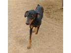 Adopt Dobie - a Black - with Brown, Red, Golden, Orange or Chestnut Doberman