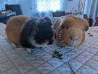 Adopt Courtesy Post Mike and Chunk a Guinea Pig