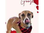 Adopt Goose a Black Mouth Cur