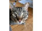 Adopt Buddy Chonkski a Tabby