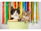 Adopt Rosie & Murphy a Domestic Short Hair