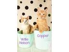 Adopt WILLIE NELSON & COPPER a Domestic Short Hair