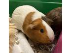 Adopt Boo Boo & Nugget a Multi Guinea Pig (short coat) small animal in Rohnert