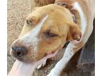 Adopt Sweetie a Brown/Chocolate - with White Hound (Unknown Type) / Mixed dog in