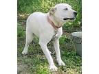 Adopt Sugar a White Hound (Unknown Type) / Mixed dog in Nanuet, NY (38246855)